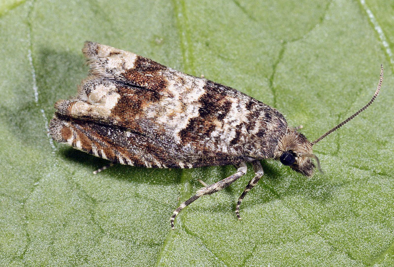 Tortricidae: Pelochrista mollitana e caecimaculana